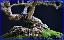 Olive bonsai, Olea europaea, small-leaf Small/Medium size Slanting Style