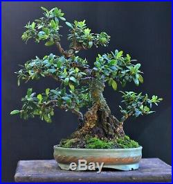 Olive bonsai (Olea europaea) small-leaf variety small size Sumo-style