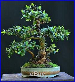 Olive bonsai (Olea europaea) small-leaf variety small size Sumo-style