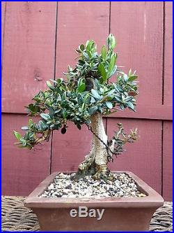 Olive bonsai specimen shohin