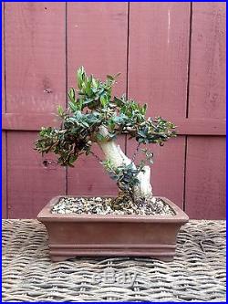Olive bonsai specimen shohin