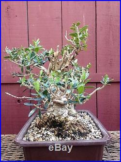 Olive bonsai specimen sumo