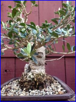 Olive bonsai specimen sumo