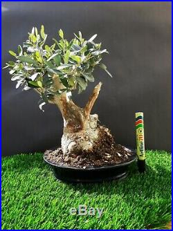 Olive tree Bonsai A 35 year old plant From the private collection