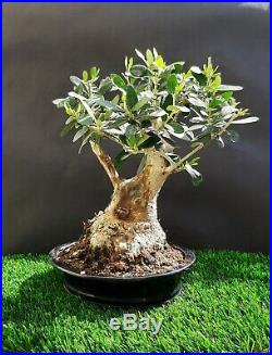 Olive tree Bonsai A 35 year old plant From the private collection