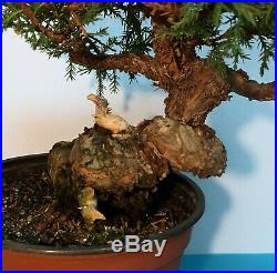 One Of The Finest Itoigawa Juniper Shohin Bonsai Stock Offered In The Us Rare
