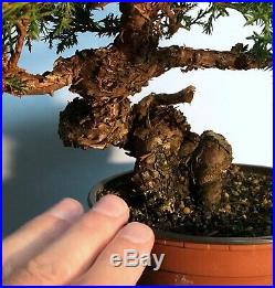 One Of The Finest Itoigawa Juniper Shohin Bonsai Stock Offered In The Us Rare