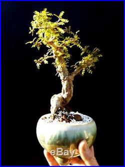 Operculicarya Decaryi Bonsai- Natural bonsai unusual plant
