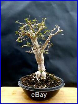 Operculicarya Decaryi Bonsai- Natural bonsai unusual plant