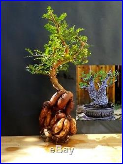 Operculicarya Decaryi Bonsai- Natural bonsai unusual plant From Madagascar