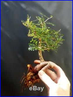 Operculicarya Decaryi Bonsai- Natural bonsai unusual plant From Madagascar