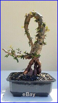 Operculicarya Decaryi Bonsai Tree, SALE