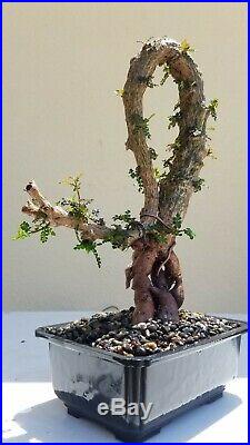 Operculicarya Decaryi Bonsai Tree, SALE