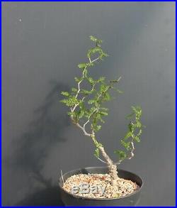 Operculicarya pachypus 190067 Madagascar ULTRA RARE PLANT LOOK