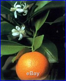 Orange Citrus Bonsai Tree Indoor Fruiting Bonsai 8 years old & 15 20 tall