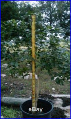Orange jasmine tree, trees, plants, flowers, Orange jasmine murraya paniculata