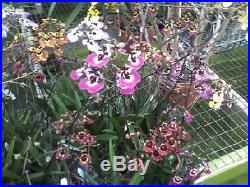 Orchid Equitant Oncidium Tolumnia Tropical Plants 20 plant package