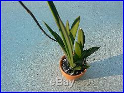 Orchid Equitant Oncidium Tolumnia Tropical Plants 20 plant package