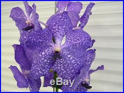 Orchid, Vanda,' V. Coerulea, Blue', South Florida Grown