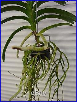 Orchid, Vanda,' V. Coerulea, Blue', South Florida Grown