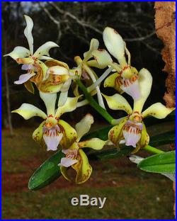 Orchid (Vanda lamellata) #20 FRAGRANT compact species IN SPIKE