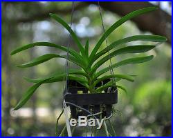 Orchid (Vanda lamellata) #20 FRAGRANT compact species IN SPIKE