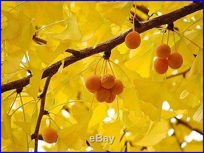 Organic 5 Ginkgo biloba gingko Maidenhair Tree seeds nuts Bonsai Tree T019