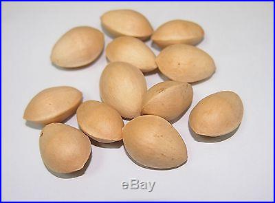 Organic 5 Ginkgo biloba gingko Maidenhair Tree seeds nuts Bonsai Tree T019