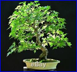 Oriental Sweetgum #1 (Liquidambar orientalis) bonsai large size