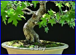 Oriental Sweetgum #1 (Liquidambar orientalis) bonsai large size