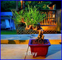 Outstanding Shohin Exposed Root Japanese Black Pine In Bigei Etched Pot