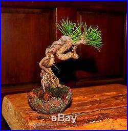 Outstanding Shohin Exposed Root Japanese Black Pine In Bigei Etched Pot
