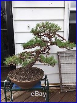 Outstanding Very Large Scotts Pine Bonsai