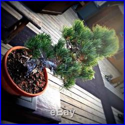 Over 30 Years Old Japanese Imported White Pine Bonsai Tree
