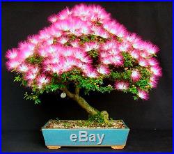 PERSIAN SILK TREE Albizia julibrissin 10 bonsai seeds tree