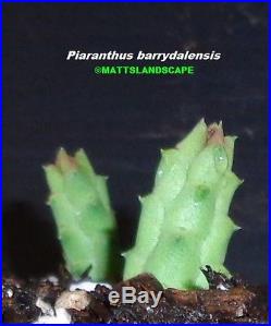 PIARANTHUS BARRYDALENSIS, 1 Gal, Plant, (s), Succulent, Very, Rare