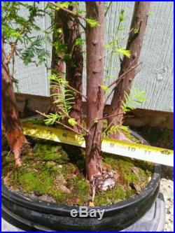PRE BONSAI BALD CYPRESS 5 TREE MINIATURE FOREST In Bonsai Pot