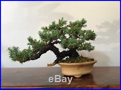 PROCUMBENCE JUNIPER Bonsai Tree