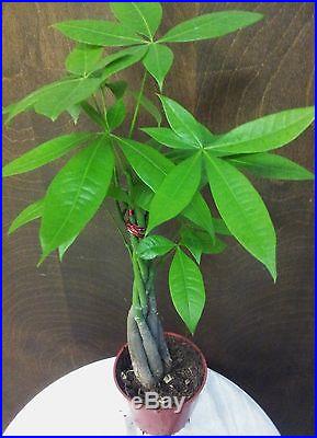 Pachira Aquatica AKA Money Tree Bonsai Zen Chinese Fung Shui Plant Gift