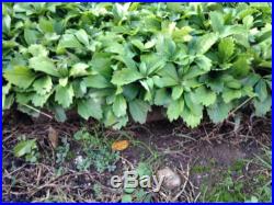 Pachysandra 200 Plants Ridiculously Low Price A+Quality Free Shipping