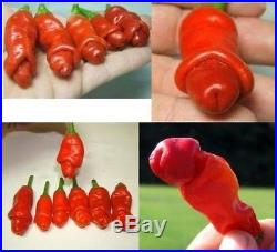 Peter Pepper Pornographic Pepper Chili Seeds 10 piece Ornamental Vegetable New