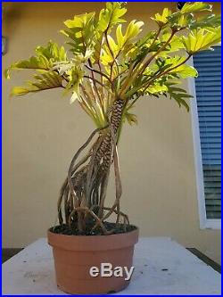 Philodendron Xanadu Golden Bonsai Tree, SALE