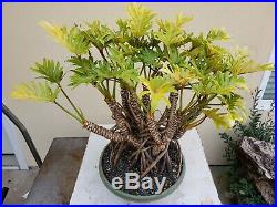 Philodendron Xanadu Golden Bonsai Tree, SALE