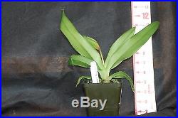 Phragmipedium kovachii x besseae in spike 4 inch pot