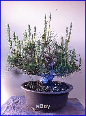 Pine Bonsai Japanese Black Pine Specimen Bonsai 25 YEARS FIELD GROWN