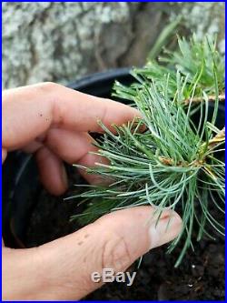 Pinus Parviflora Japanese White Pine Fukuzumi Pre Bonsai Bareroot