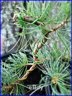 Pinus Parviflora Japanese White Pine Fukuzumi Pre Bonsai Bareroot