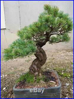 Pinus Parviflora S pecimen Japanese White Pine 43 years old