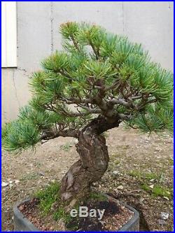Pinus Parviflora S pecimen Japanese White Pine 43 years old
