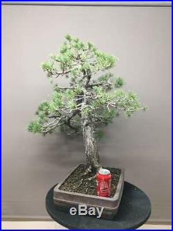 Pinus Sylvestris specimen bonsai 75 cm (29.5)